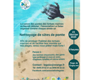 Nettoyage des plages de Deshaies et de Sainte-Rose